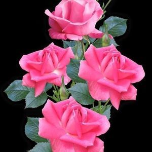 Meet your Posher, Olga